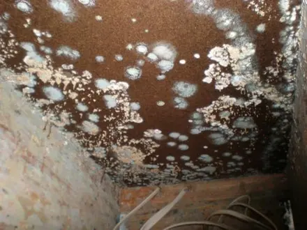 1-800-Water Damage photo